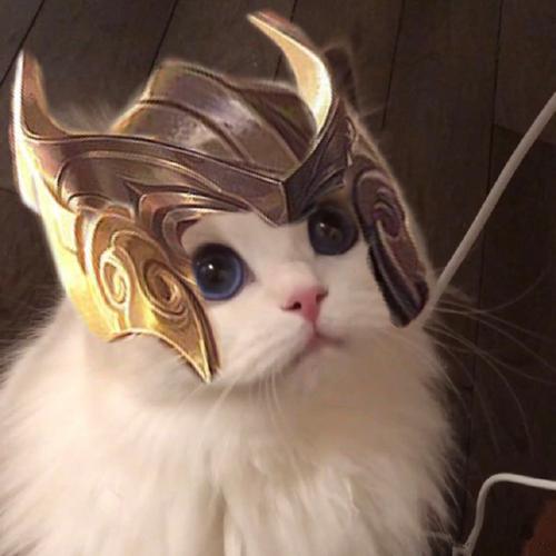 王者荣耀五虎将猫咪头像