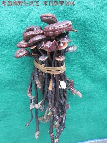菘崖海南五指山琼中灵芝纯野生灵芝王红竹灵芝赤灵芝