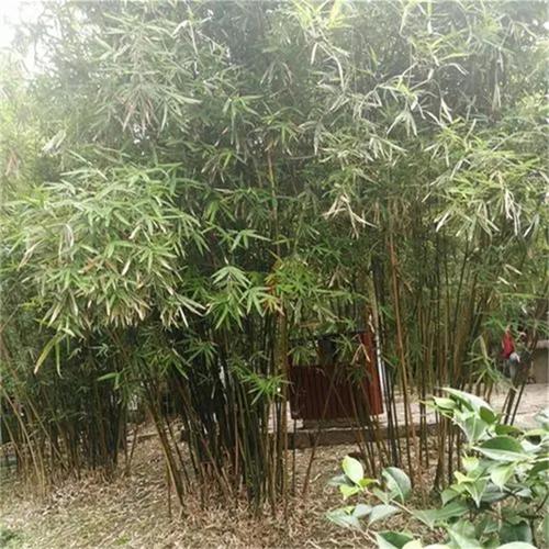 慈孝竹庭院户外别墅盆栽丛生风景竹游乐园绿化苗