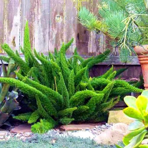 狐尾天门冬 常绿 观叶植物 耐阴阳台盆栽 庭院花镜切花