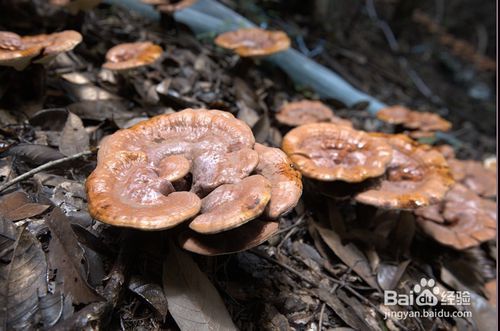 灵芝的十大药用功效