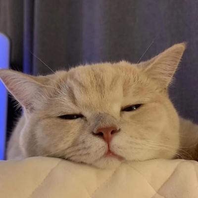 禾白|ins风可爱动物头像_微信头像_我要个性网