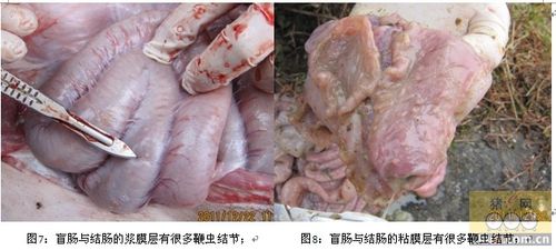 一例肥猪鞭虫病与蛔虫病的诊断与分析