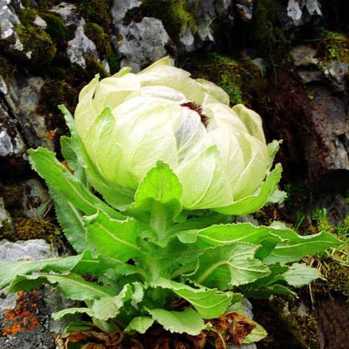 新疆特产野生天山雪莲泡酒中药材雪莲花4000米天山雪莲批发直销