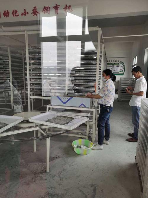 推广机械化种养设施和工厂化的养蚕大棚是蚕桑可持续发展的总趋势