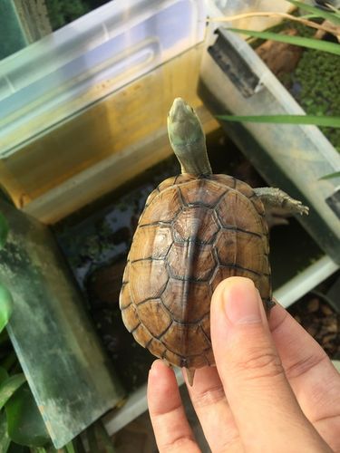 对于一个瘾君子既然戒不了,那就换个品种吧,所以决定转战半水龟了