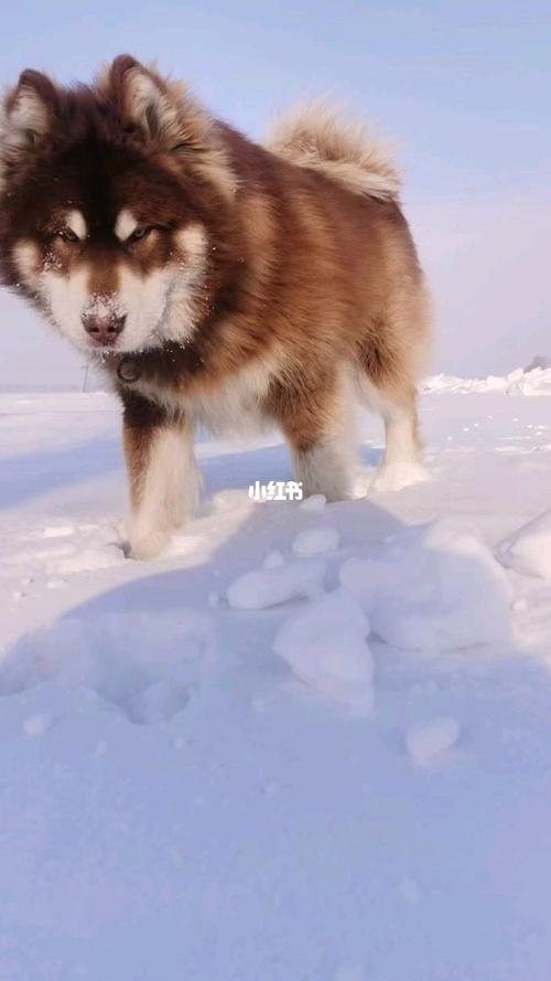 阿拉斯加_宠物_宠物_狗