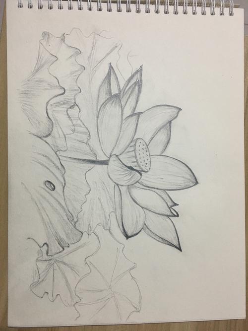 荷花莲花傻傻分不清