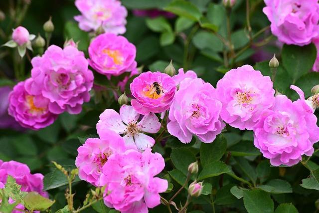尽道春光已归去,清香犹有野蔷薇(之三)|蔷薇花|玫瑰