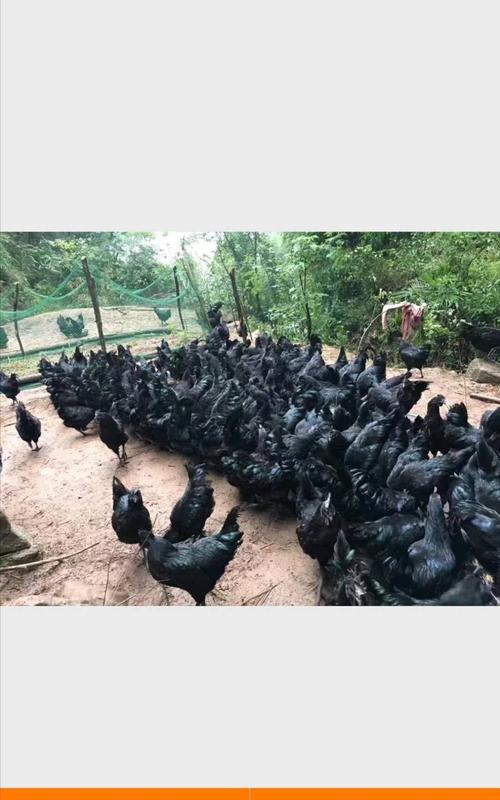 天路黑鸡苗