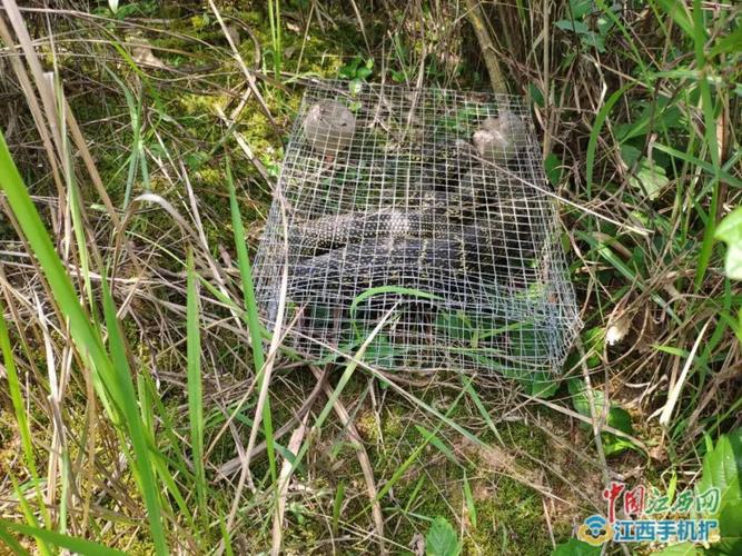 记者周雪莉报道:近日,泰和县黄某携带4个网购的捕蛇笼,前往灌溪镇某山