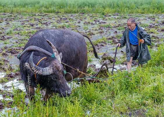 农村"灶马头"看年景:2019年是几牛耕田,几日得辛,几人