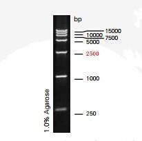 m1700 dl15000 dna ladder 索莱宝