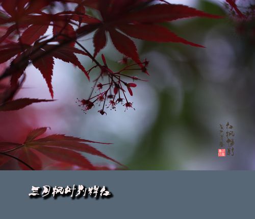 三月枫叶别样红