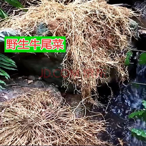中药材牛尾菜 牛尾蕨 牛尾结 大申筋 大通根 牛尾决 老龙须 500g