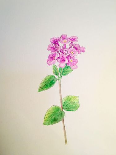 手绘马樱丹五色梅