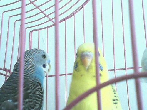 云斑鹦鹉和虎皮鹦鹉有什么不一样呢,看鼻膜分辨公母是一样的么求高手!