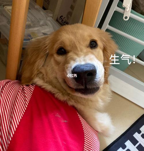 金毛表情包_金毛_表情包_素材_表情包