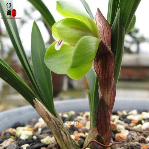 冬带花苞出售 正品春兰老种 大富贵正格荷瓣浓香花苞好养兰花苗