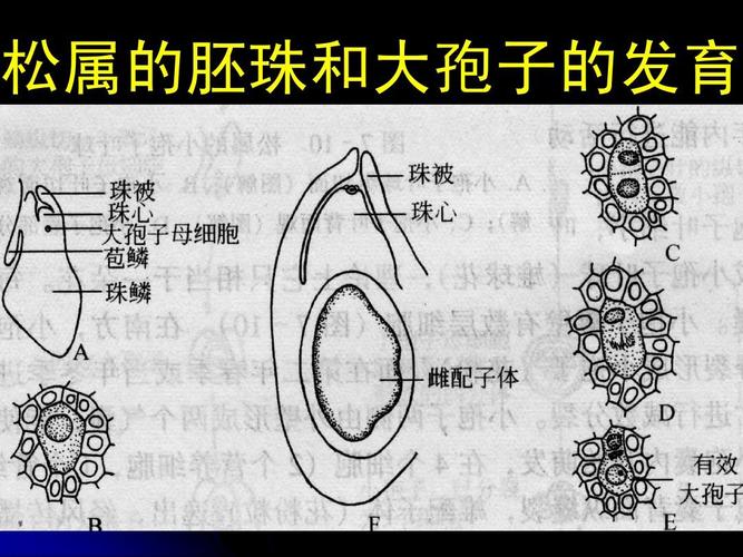 植物学 裸子植物(1)ppt