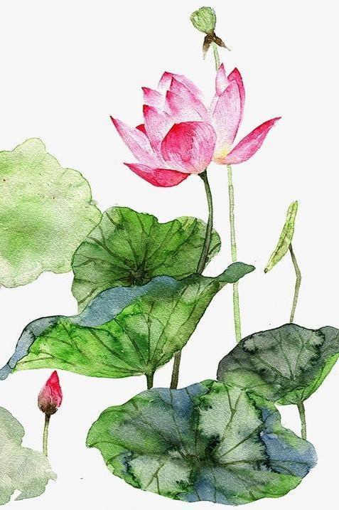 唯美手绘荷花壁纸 共赏夏日荷花的意境之美