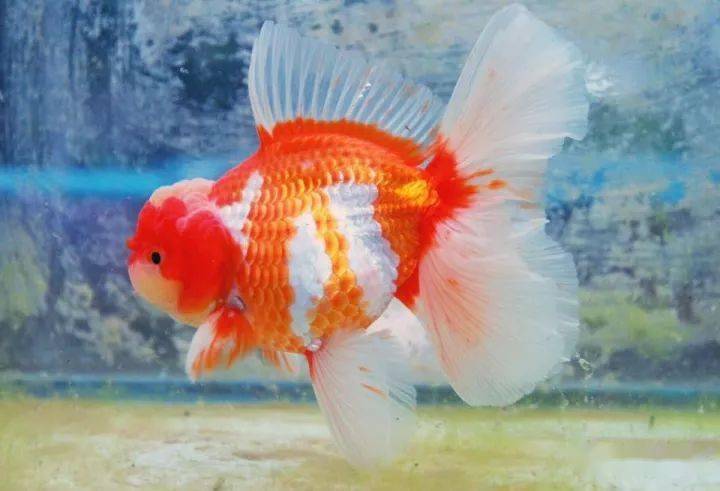 经验再谈泰狮的家庭饲养5个要点需牢记