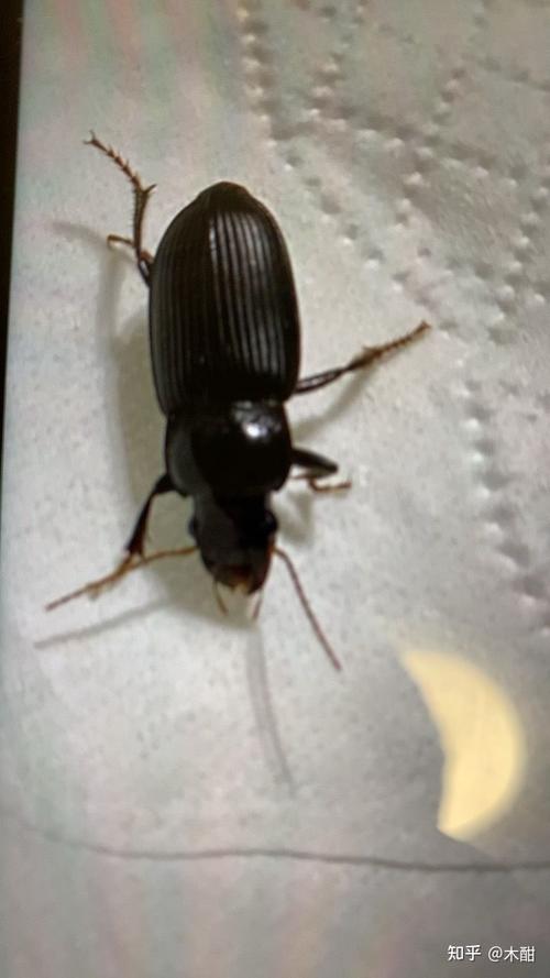 这是什么虫子会飞坐标北方家里比较干燥