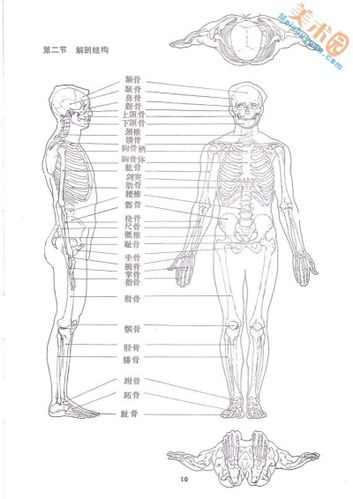人体骨骼结构