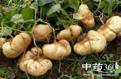 凉薯有哪些功效 凉薯是止渴生津的最佳食品