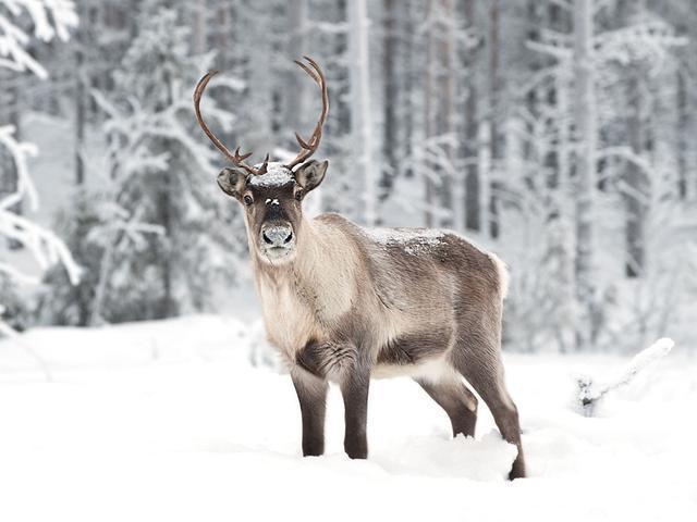鹿总是给人一种温顺,可爱的感觉,那么关于鹿得种类都有哪些呢?