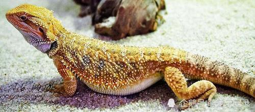 四, 松狮蜥,是世界上最受欢迎的蜥蜴宠物之一.