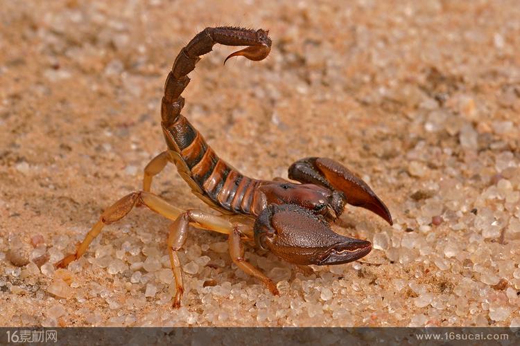 在沙子上爬行的大蝎子特写高清摄影图片