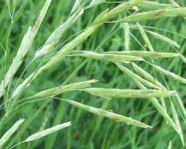 小麦田杂草图谱及化学除草技术节节麦燕麦麦田6大禾本科杂草鉴定技巧