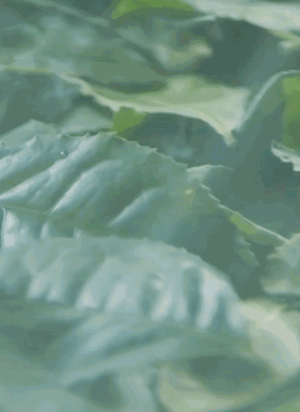 自然榨取在济州岛收获的新鲜绿茶叶做成的生绿茶水,使皮肤更加水润.