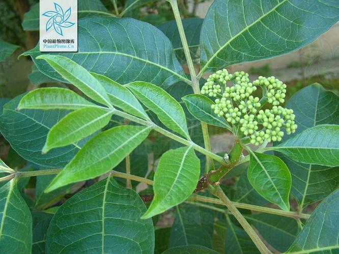  p>遵义吴茱萸,为芸香目 a target="_blank" href="/item/吴茱萸属">