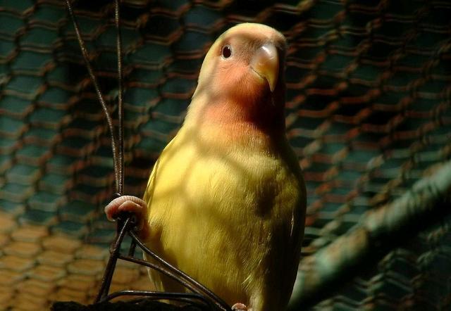 牡丹鹦鹉介绍及科学饲料