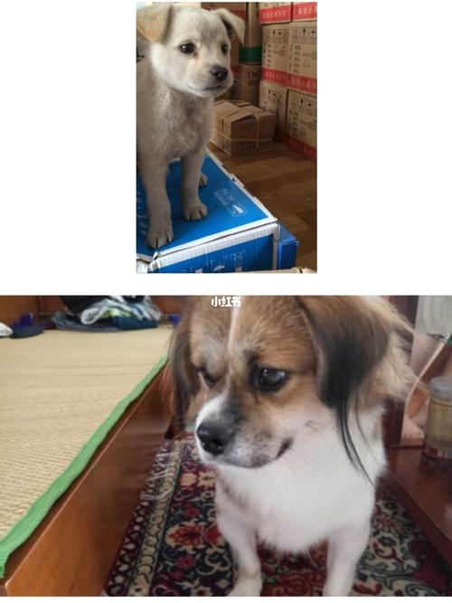 中华田园犬≠串串_串串_狗狗_混血_宠物_狗