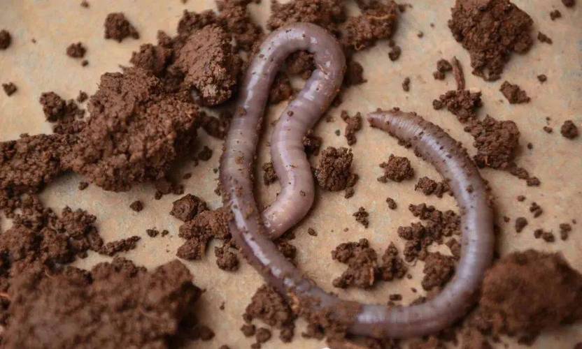 蚯蚓粪:为啥被德国人称为"全能肥料"?不看真是不知道!