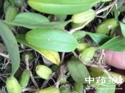 石仙桃的功效与作用