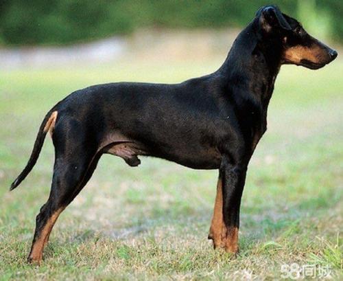 日本土佐犬 狗狗是人类忠诚的朋友,你脑海中会想到什么呢?