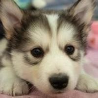 哈士奇猫狗情侣头像高清大图