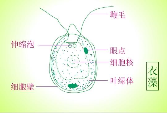 求衣藻结构示意图(附结构名称)!