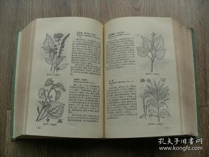 中国高等植物图鉴 第二册