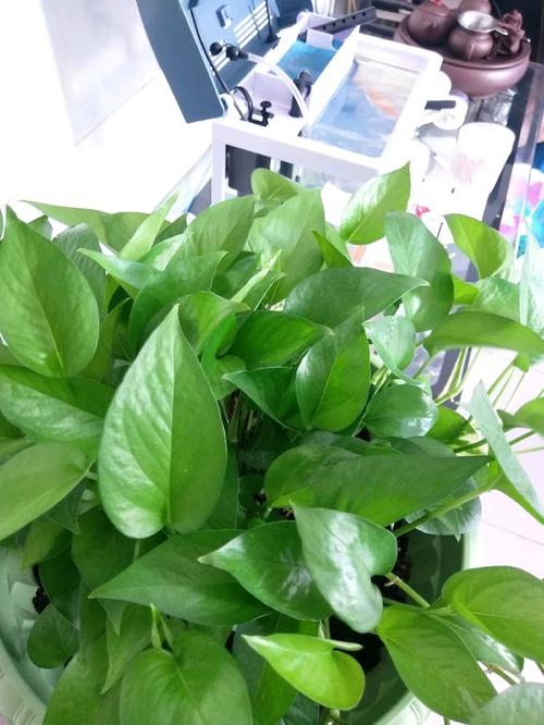 绿萝叶子变黄,还越来越小?给它来点啤酒,分分钟叶子绿