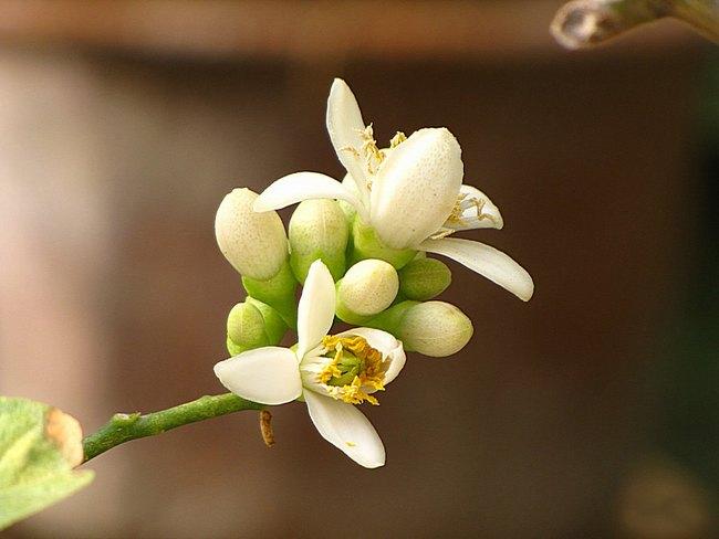佛手花图片12