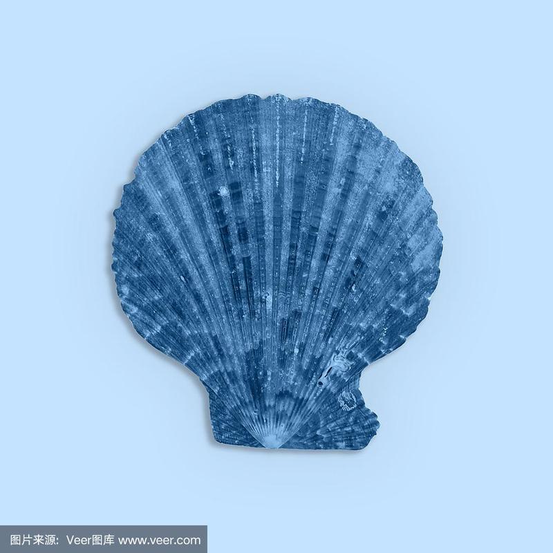 贝壳,蓝色,轻的,巨大的,蓝色背景