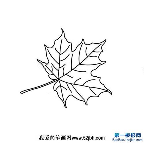梧桐树的叶子简笔画图片
