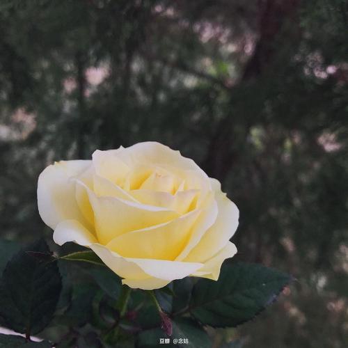 种的黄玫瑰开啦.  