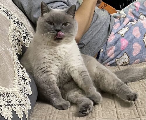 我养的暹罗一夕之间变成了重点色英短