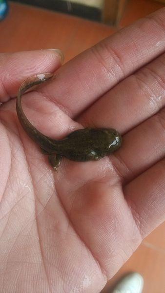 这是蝾螈还是娃娃鱼啊?